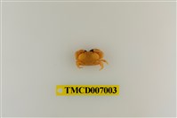 藏品(礁石假團扇蟹)的圖片